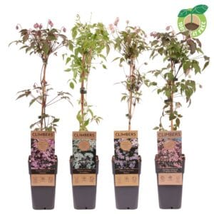 Clematis Montana Clematis montana mix laag, P15
(10 Plants/Order)(15cmP 60cmH)