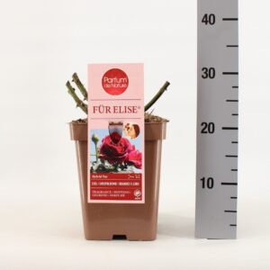Rosa other Rosa Für Elise ® 'Parfum de Nature', C5
(1 Plants/Order)(23cmP 30cmH)