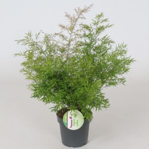 Asparagus Cwebe Asparagus 'Cwebe'
(10 Plants/Order)(12cmP 35cmH)