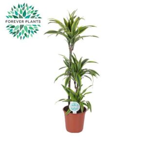 Dracaena Lemon Lime Dracaena Lemon Lime p24, 75+30+10
(1 Plants/Order)(24cmP 125cmH)