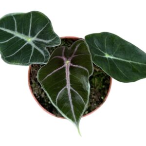 Alocasia Alocasia Suhirmaniana Purple
(1 Plants/Order)(10.5cmP 15cmH)