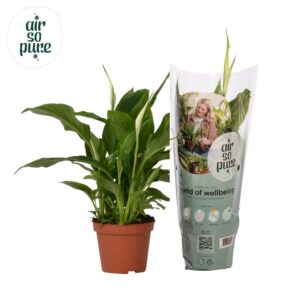Spathiphyllum Chopin Spathiphyllum 9 cm Chopin Air So Pure
(18 Plants/Order)(9cmP 30cmH)
