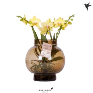 Phalaenopsis Kolibri Orchids Phalaenopsis Roots yellow in Glas bowl brown
(2 Plants/Order)(16cmP 50cmH)