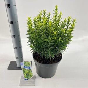 Euonymus japonicus Microphyllus Au Euonymus jap. 'Micr. Aureovariegatus'
(1 Plants/Order)(23cmP 40cmH)