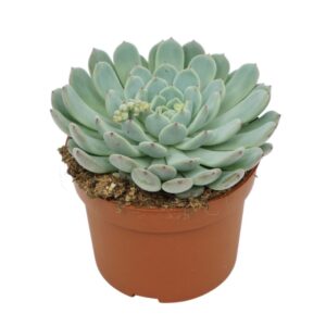 Echeveria cuspidata Echeveria texensis hybride 10,5 cm
(10 Plants/Order)(10.5cmP 10cmH)