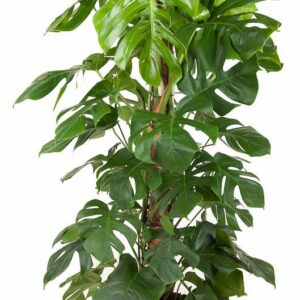 Monstera deliciosa Monstera Deliciosa Mosstok P27
(1 Plants/Order)(27cmP 150cmH)
