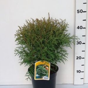 Thuja Globosa Thuja occ. 'Globosa'
(1 Plants/Order)(19cmP 45cmH)