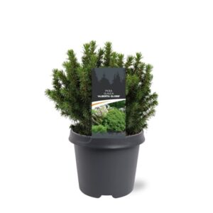 Picea glauca Alberta Globe Picea glauca 'Alberta Globe'
(1 Plants/Order)(23cmP 35cmH)