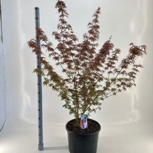 Acer palmatum Jerre Schwartz Acer pal. 'Jerre Schwartz'
(1 Plants/Order)(40cmP 90cmH)