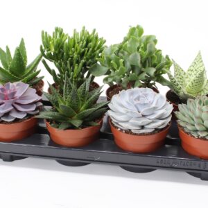 Succulenten mix Succulent mix 12
(8 Plants/Order)(12cmP 12cmH)