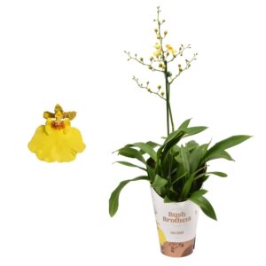 Oncidium Oncidium Münsterland Stern 1 spike 12 cm
(6 Plants/Order)(12cmP 55cmH)