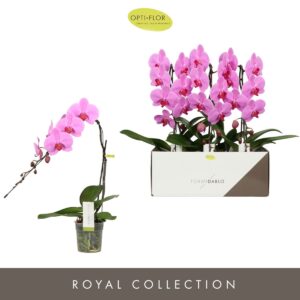 Phalaenopsis other pink (enkele ta Formidablo Havasu Falls
(3 Plants/Order)(12cmP 60cmH)