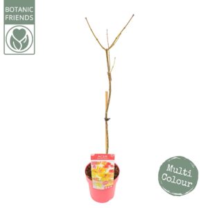 Acer shirasawanum Acer shirasawanum 'Moonrise' ®
(5 Plants/Order)(19cmP 90cmH)