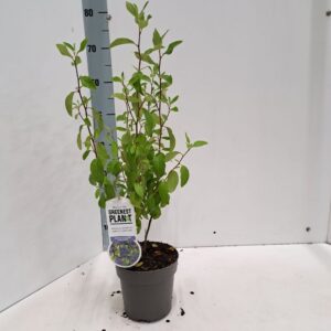 Ceanothus x delilianus Henry Desfo Ceanothus del. 'Henri Défossé'
(1 Plants/Order)(17cmP 25cmH)