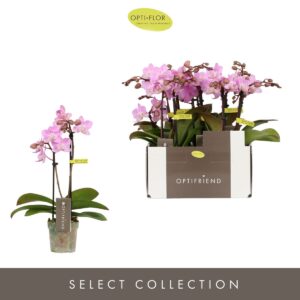 Phalaenopsis Multiflora Optifriend Lieke 2 spike
(8 Plants/Order)(7cmP 25cmH)