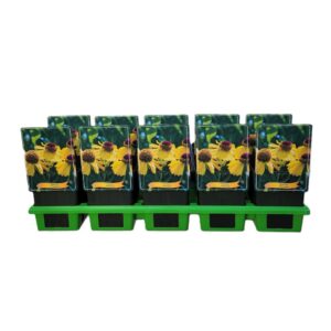 Helenium Helenium 'Wesergold' P11
(10 Plants/Order)(11cmP 25cmH)