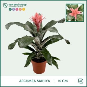 Aechmea Aechmea Mahiya
(4 Plants/Order)(15cmP 50cmH)