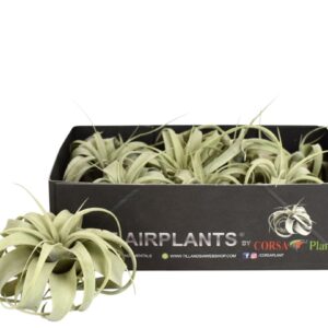 Tillandsia xerographica Tillandsia xerographica bonsai x8
(8 Plants/Order)(6cmP 6cmH)