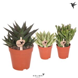 Succulenten mix Kolibri Greens Succulenten mix
(12 Plants/Order)(9cmP 23cmH)