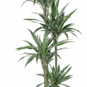Dracaena Warneckei Dracaena Warneckei 120-90-60-30
(1 Plants/Order)(27cmP 180cmH)