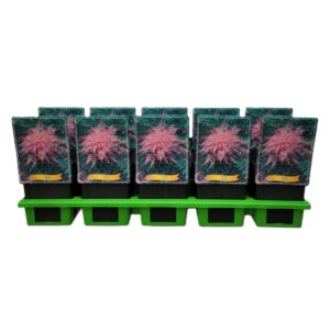 Astilbe Sprite Astilbe Simplicifolia 'Sprite' P11
(10 Plants/Order)(11cmP 25cmH)