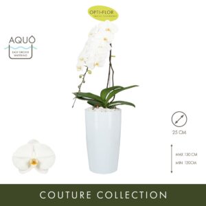 Arrangement Phalaenopsis Formidablo N°15 Aqua Care
(1 Plants/Order)(25cmP cmH)