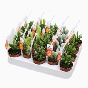 Opuntia Opuntia mix 5,5 cm met picker+etiket
(20 Plants/Order)(5.5cmP 14cmH)