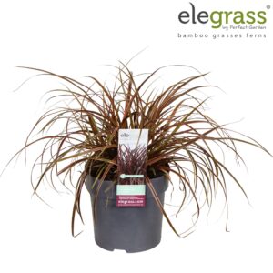 Uncinia rubra Uncinia rubra 'Everflame' P14 
(8 Plants/Order)(14cmP 40cmH)