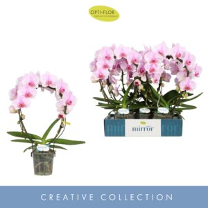 Phalaenopsis other pink (enkele ta Mirror Miracle Tiana 2 spike
(5 Plants/Order)(12cmP 50cmH)