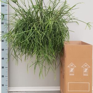 Rhipsalis Rhipsalis Mauritiana 25cm
(1 Plants/Order)(25cmP 60cmH)
