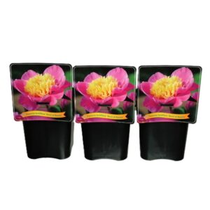 Paeonia Bowl of Bea Paeonia Lactiflora 'Bowl of Beauty' C5
(1 Plants/Order)(21cmP 35cmH)