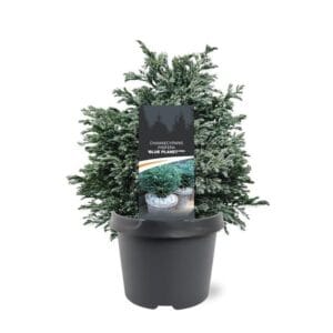 Chamaecyparis pis. 'Blue Planet'
(1 Plants/Order)(19cmP 30cmH)
