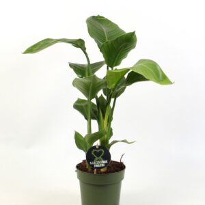 Strelitzia nicolai Strelitzia nicolai 3 stek pp
(1 Plants/Order)(17cmP 65cmH)