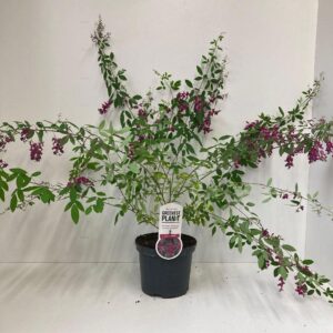 Lespedeza thunbergii Lespedeza thunbergii
(1 Plants/Order)(19cmP 40cmH)