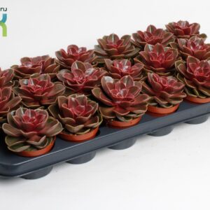 Echeveria Echeveria Magic Red
(12 Plants/Order)(8.5cmP 15cmH)