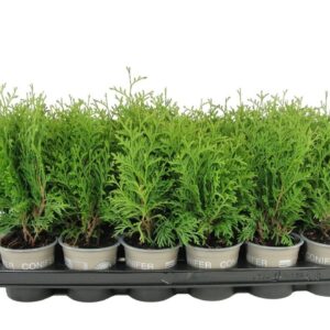 Thuja Holmstrup Thuja occidentalis 'Holmstrup'
(18 Plants/Order)(9cmP 17cmH)