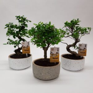 Bonsai Bonsaimix 'Sparkling Gold' 15 cm
(6 Plants/Order)(15cmP 30cmH)