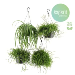 Rhipsalis mix Rhipsalis mix hangpot 2-4 srt.
(6 Plants/Order)(17cmP 25cmH)