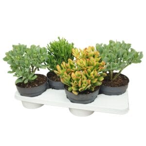 Crassula Crassula mix 17 cm
(4 Plants/Order)(17cmP 40cmH)