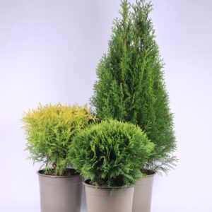 Thuja other dark yellow Thuja mixed bak
(1 Plants/Order)(23cmP 45cmH)