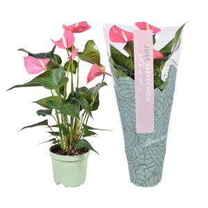 Anthurium Maine Anthurium Maine ''Just perfect®'' (XL-Flowers)
(7 Plants/Order)(14cmP 50cmH)