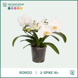 Phalaenopsis white more Ripsen Rondo white, 2 spike 16+ 
(3 Plants/Order)(12cmP 30cmH)