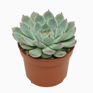 Echeveria Echeveria parva lindsayana 10,5 cm
(10 Plants/Order)(10.5cmP 14cmH)