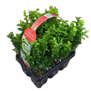Buxus other Buxus sempervirens 6-pack XL
(1 Plants/Order)(1cmP 35cmH)
