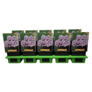 Phlox Paniculata Phlox paniculata Bambini Candy Crush P11
(10 Plants/Order)(11cmP 25cmH)