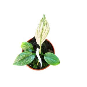 Spathiphyllum Sensation Spathiphyllum sensation variegata mini
(5 Plants/Order)(7cmP 15cmH)