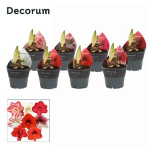 Hippeastrum Amaryllis Exclusieve mix 2 bud
(7 Plants/Order)(14cmP 25cmH)