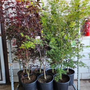 Acer palmatum Garnet Acer palmatum mix C20/36cm
(1 Plants/Order)(36cmP 160cmH)