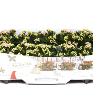 Kalanchoe Perfecta Pink Kalanchoe Double Deluxe Pink No Sleeve
(10 Plants/Order)(10.5cmP 22cmH)