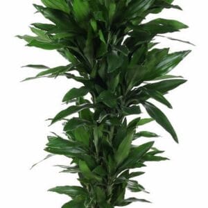 Dracaena Janet Lind Dracaena Janet Lind busch P31
(1 Plants/Order)(31cmP 160cmH)